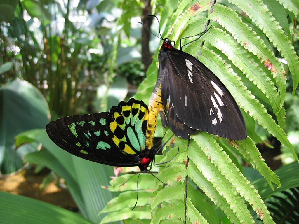 006 Butterfly Sanctuary.jpg